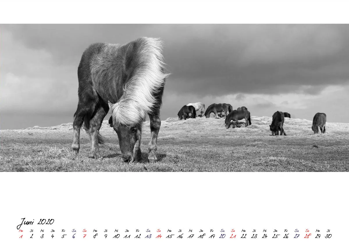 ICELANDIC HORSES 2020