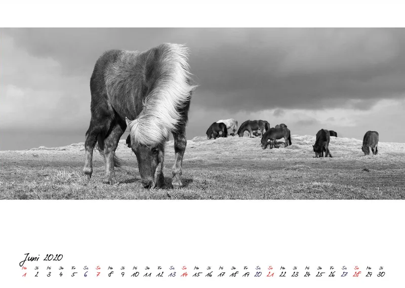 ICELANDIC HORSES 2020