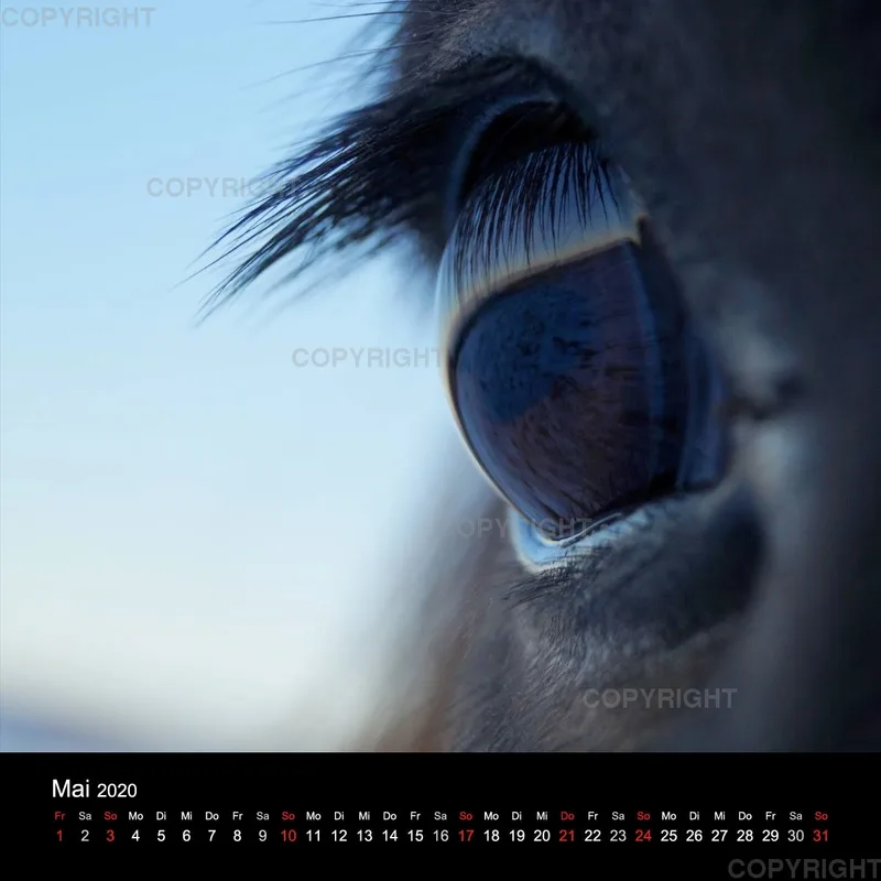 Fanney Gunnarsdóttir Icelandic Horses 2020