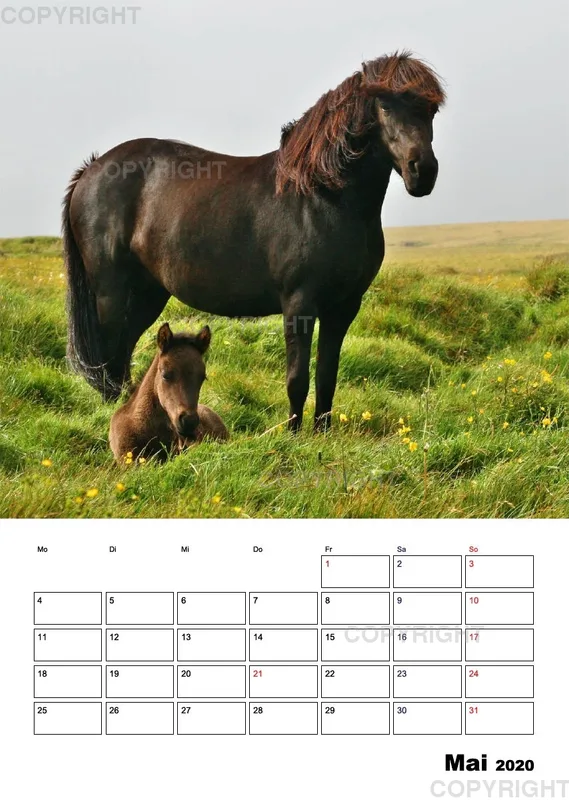 ISLANDPFERDE an der Küste von Snæfellsnes 2020