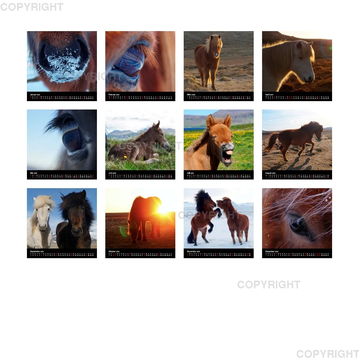 Fanney Gunnarsdóttir Icelandic Horses 2020