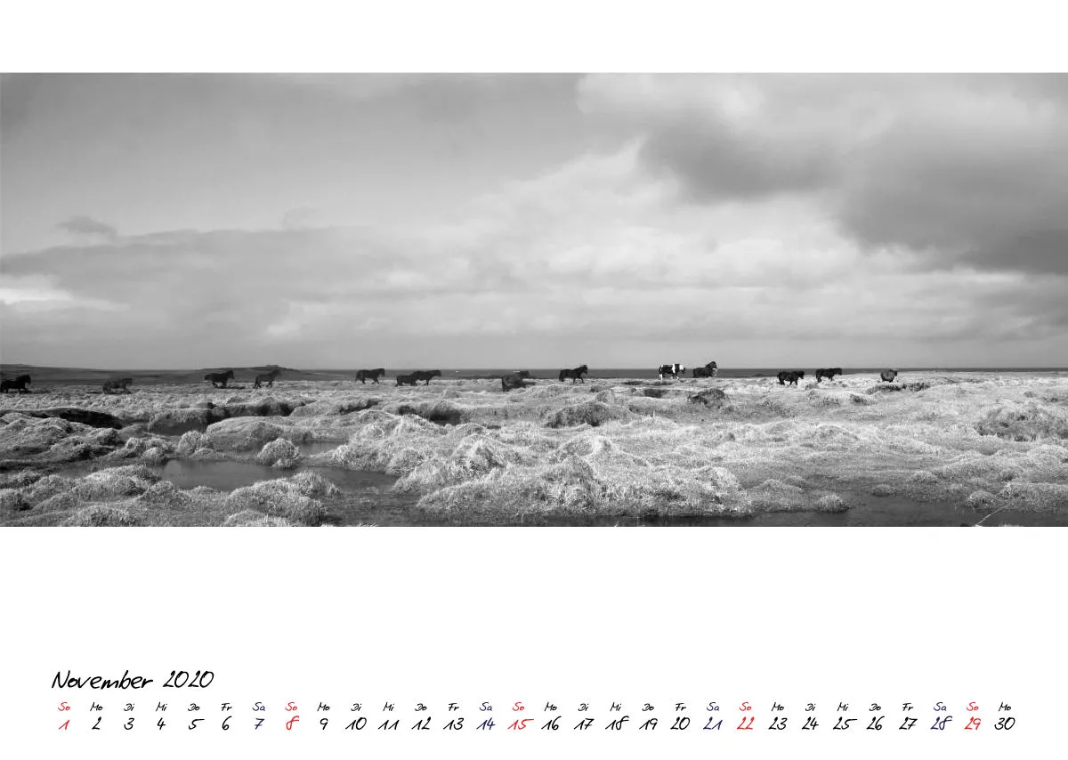 ICELANDIC HORSES 2020