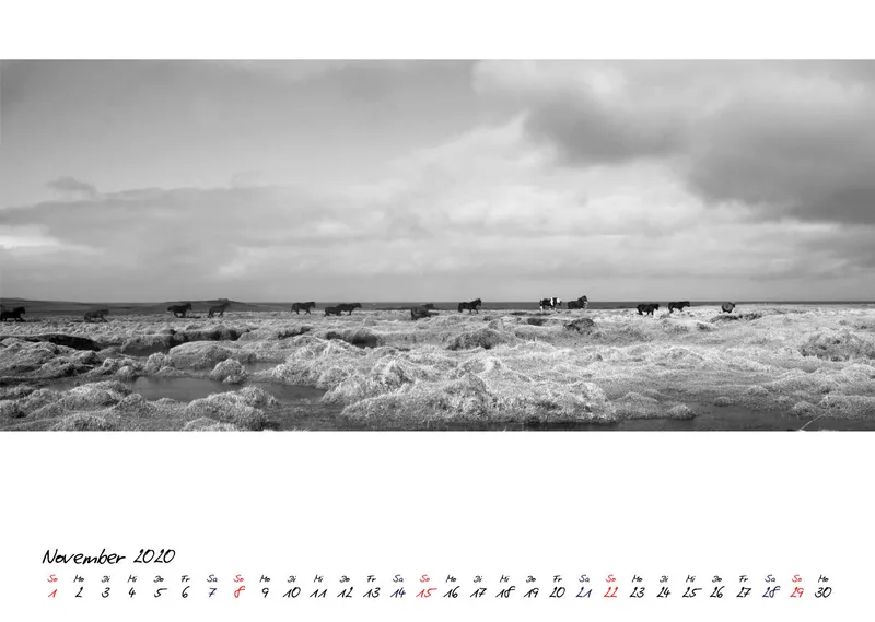 ICELANDIC HORSES 2020