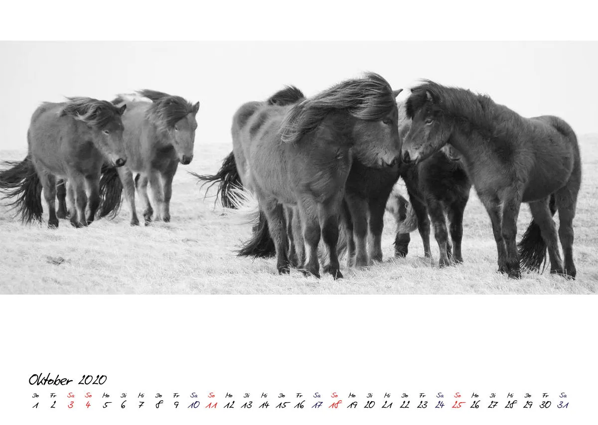 ICELANDIC HORSES 2020