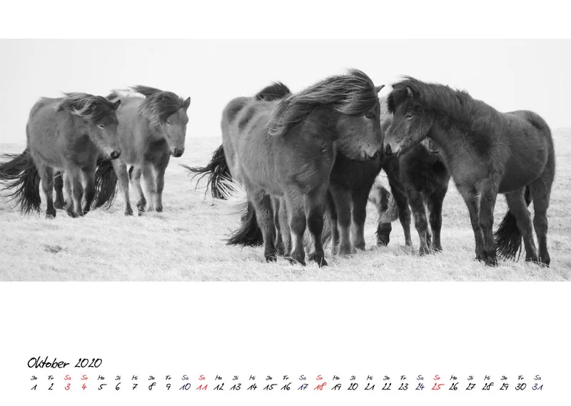 ICELANDIC HORSES 2020