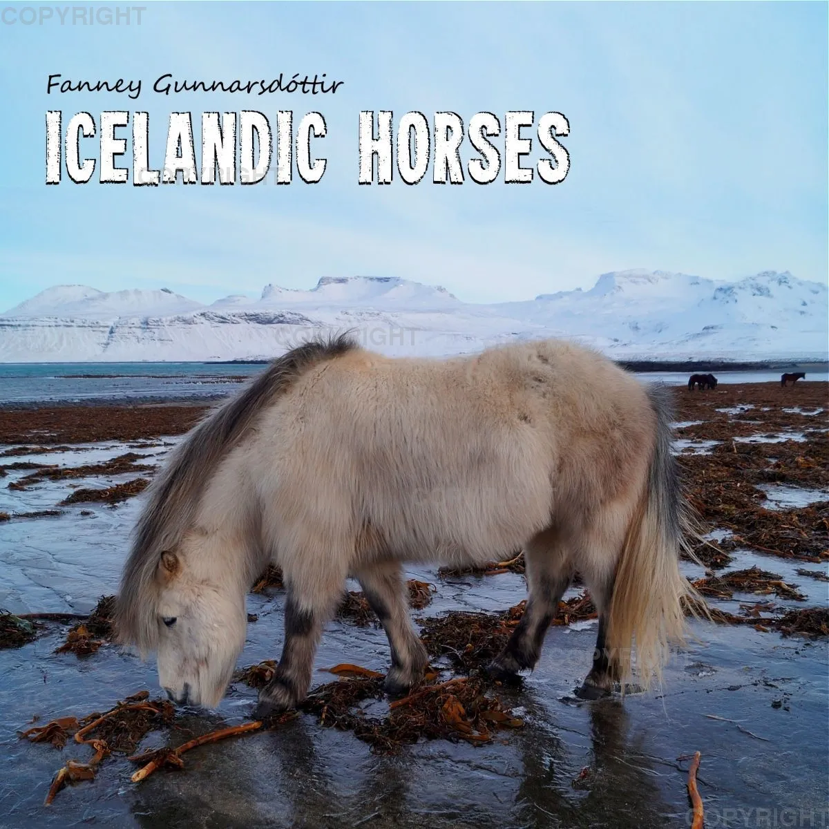 Fanney Gunnarsdóttir Icelandic Horses 2020