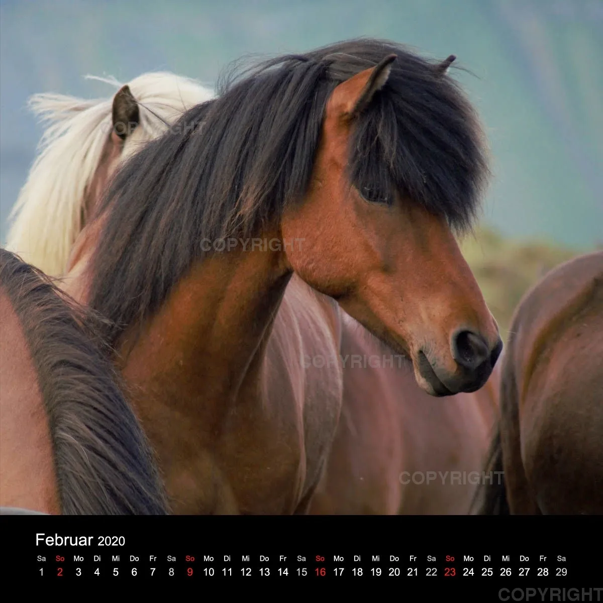 Icelandic Horses 2020
