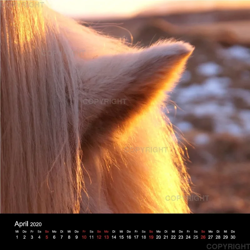 Icelandic Horses 2020