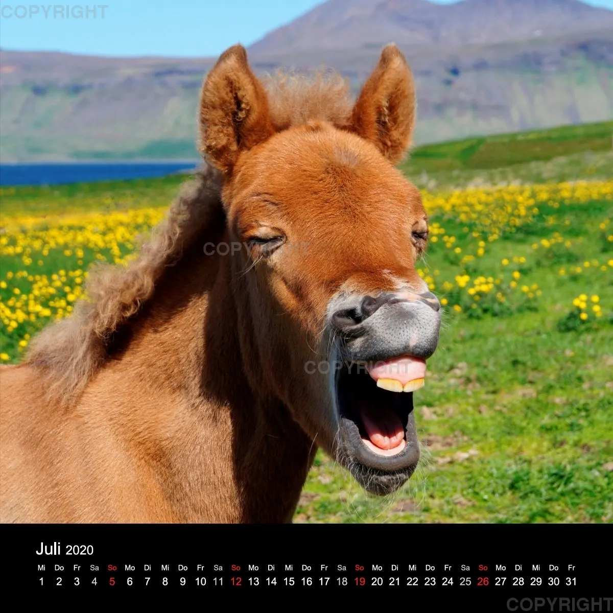 Fanney Gunnarsdóttir Icelandic Horses 2020