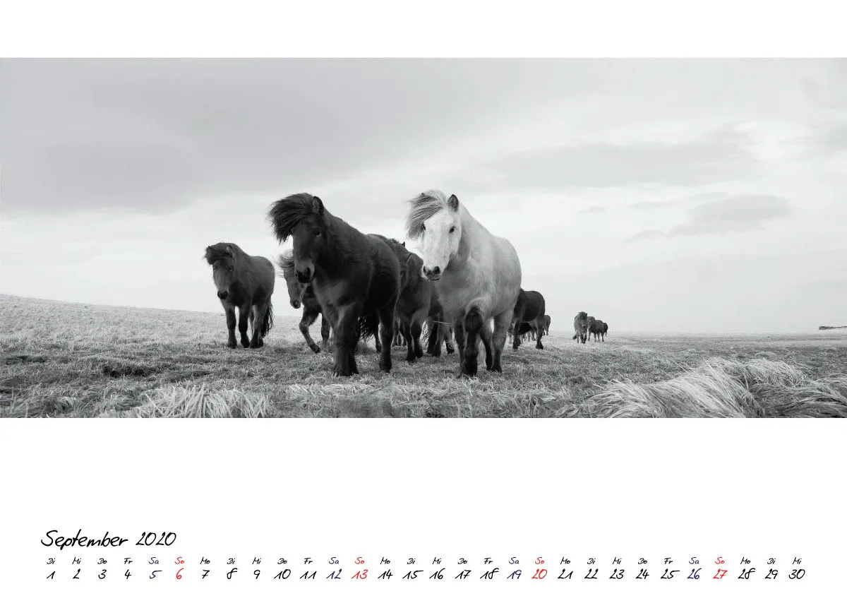 ICELANDIC HORSES 2020