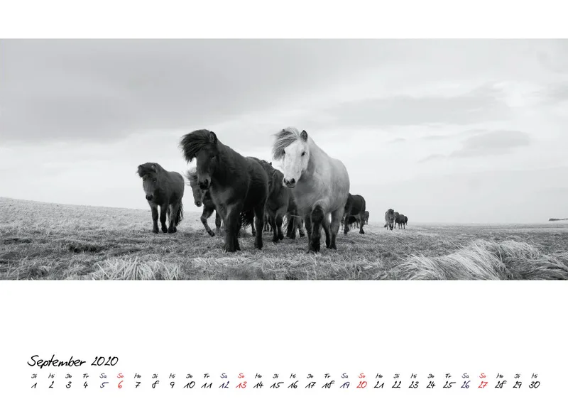 ICELANDIC HORSES 2020