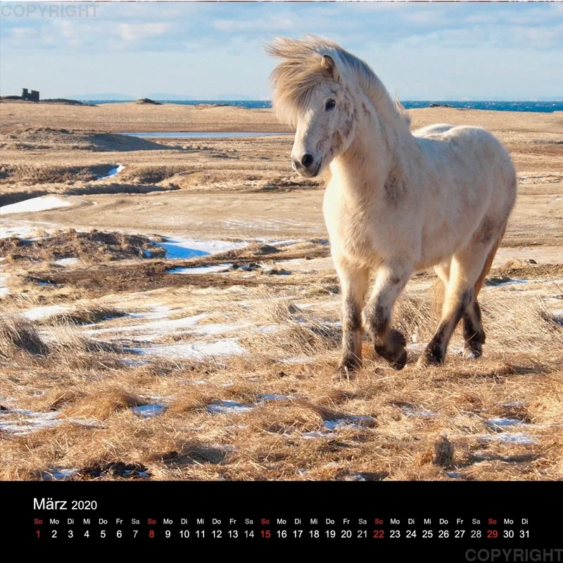 Icelandic Horses 2020