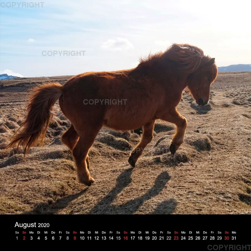 Fanney Gunnarsdóttir Icelandic Horses 2020