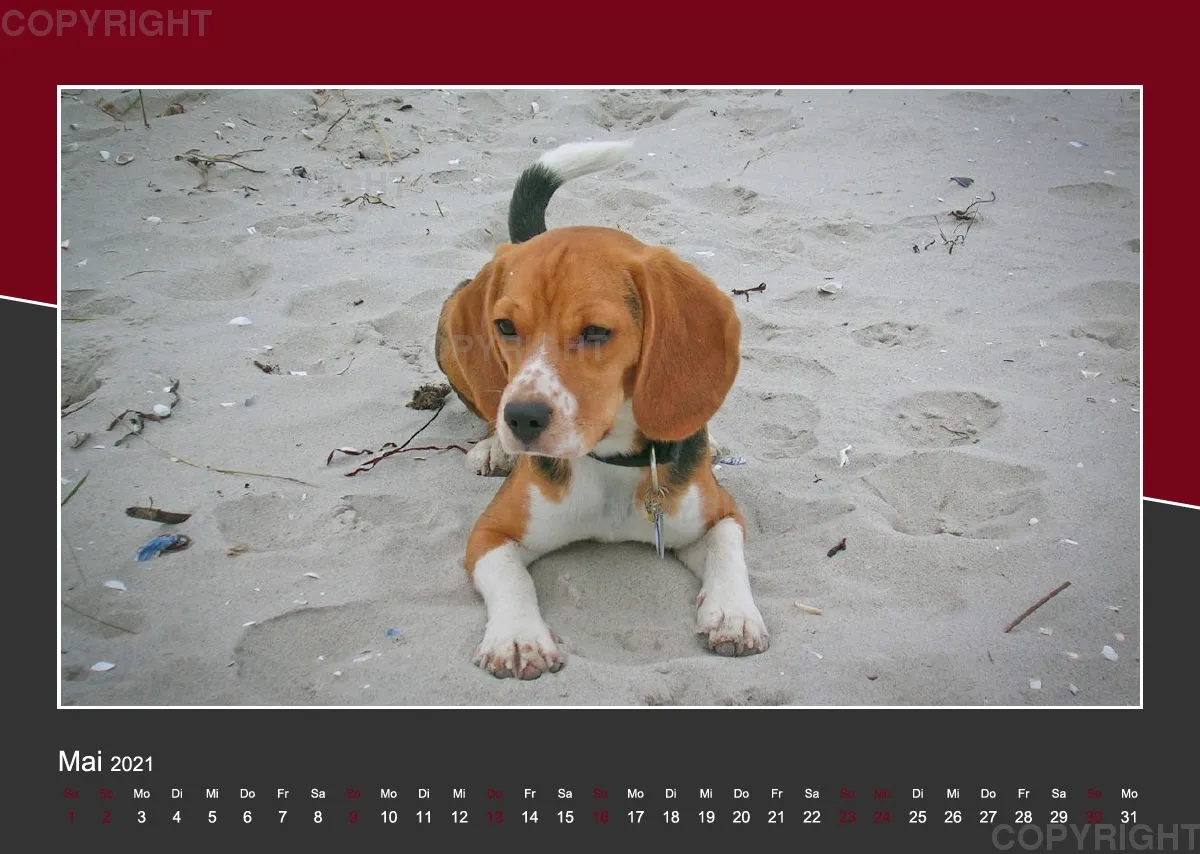 Das Leben eines glücklichen Beagles