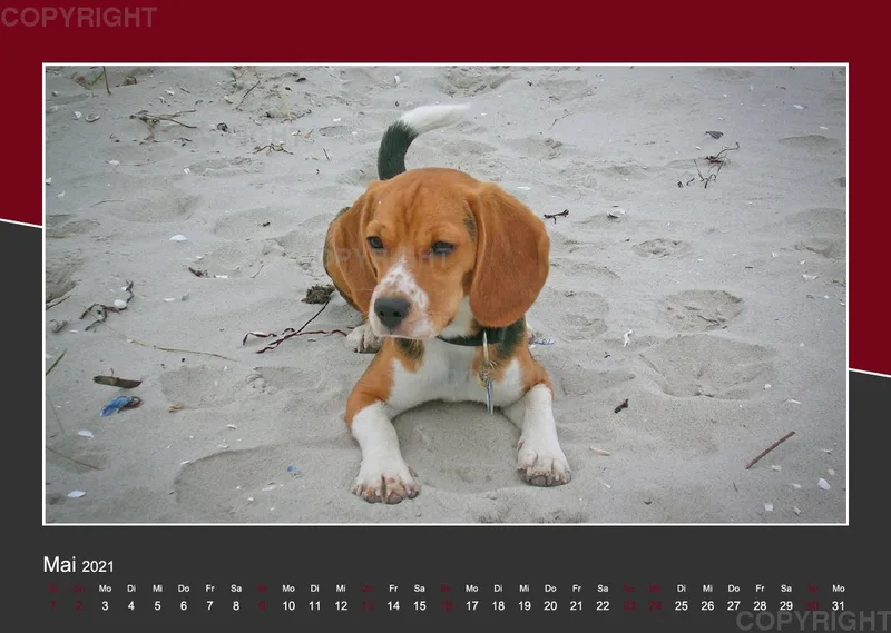 Das Leben eines glücklichen Beagles