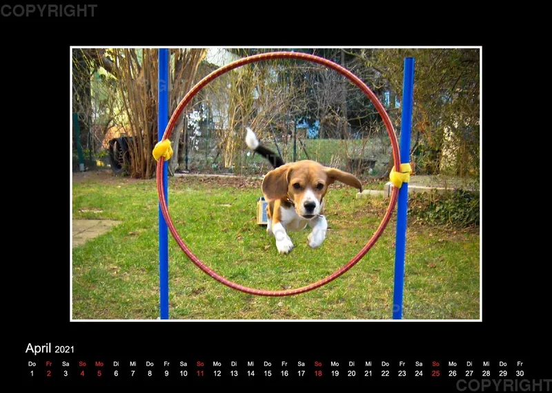 Trickhund Aika