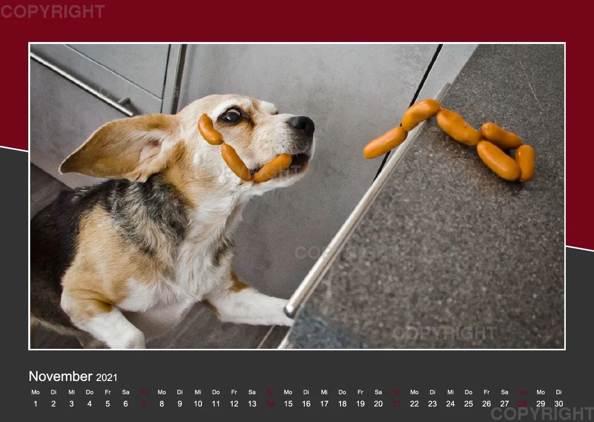 Das Leben eines glücklichen Beagles
