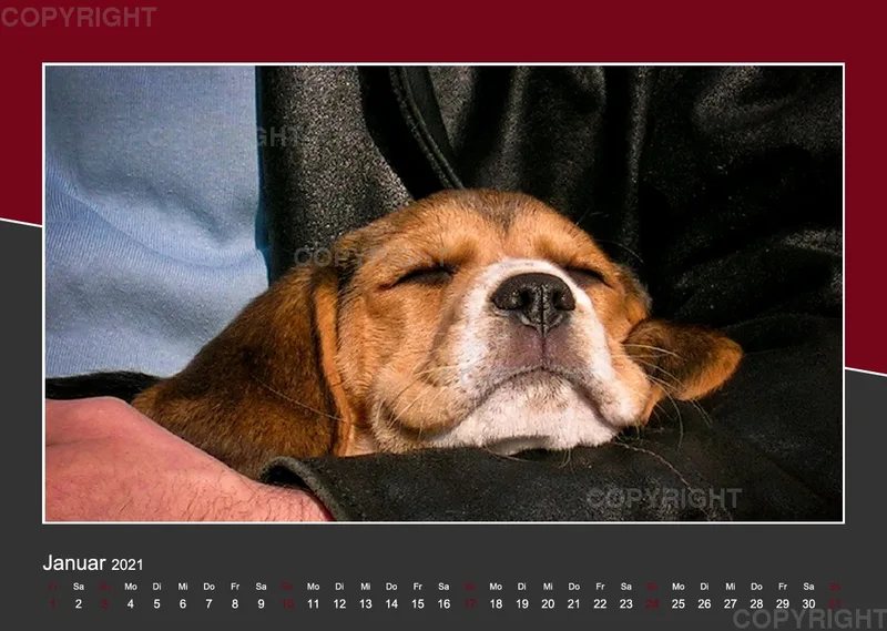 Das Leben eines glücklichen Beagles