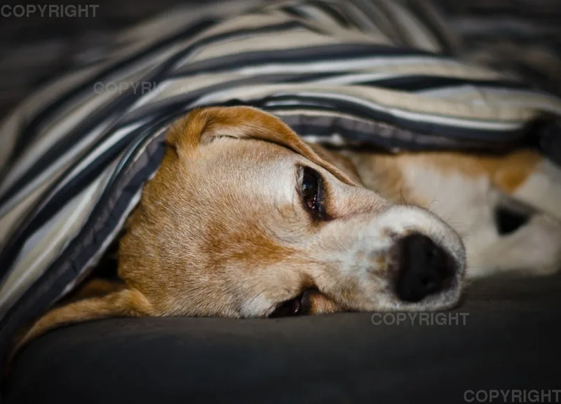 Beagle liegt im Bett