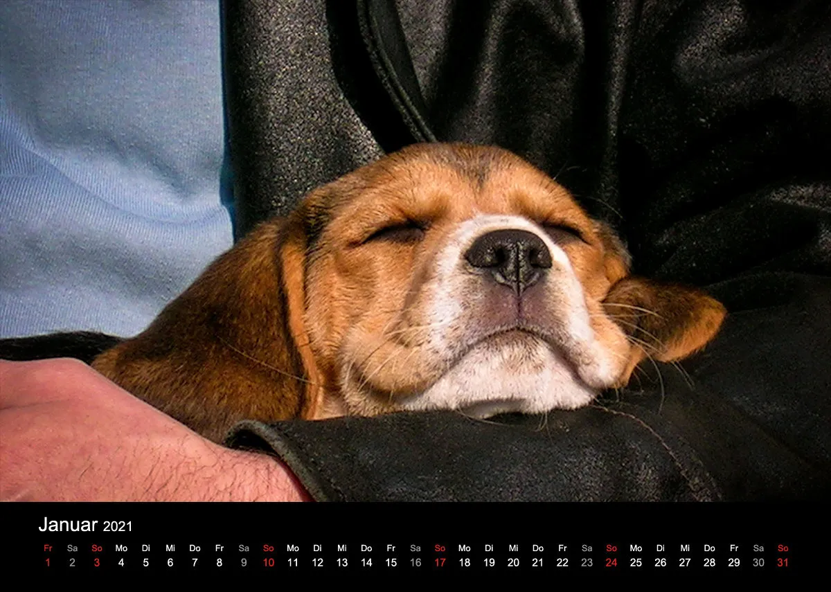Das Leben eines glücklichen Beagles