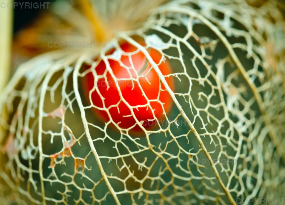 Lampionblume im Herbst