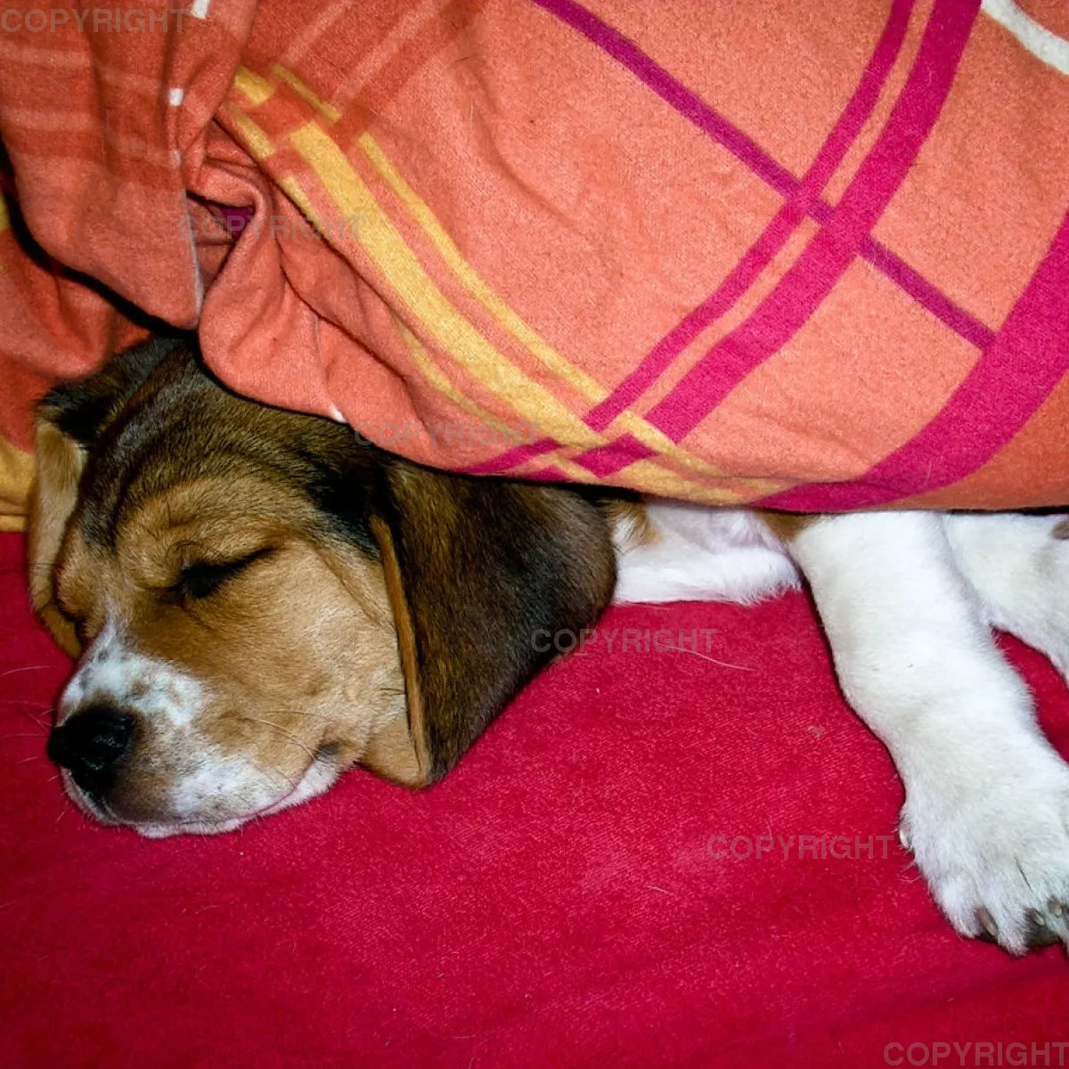 Beagle / Welpe