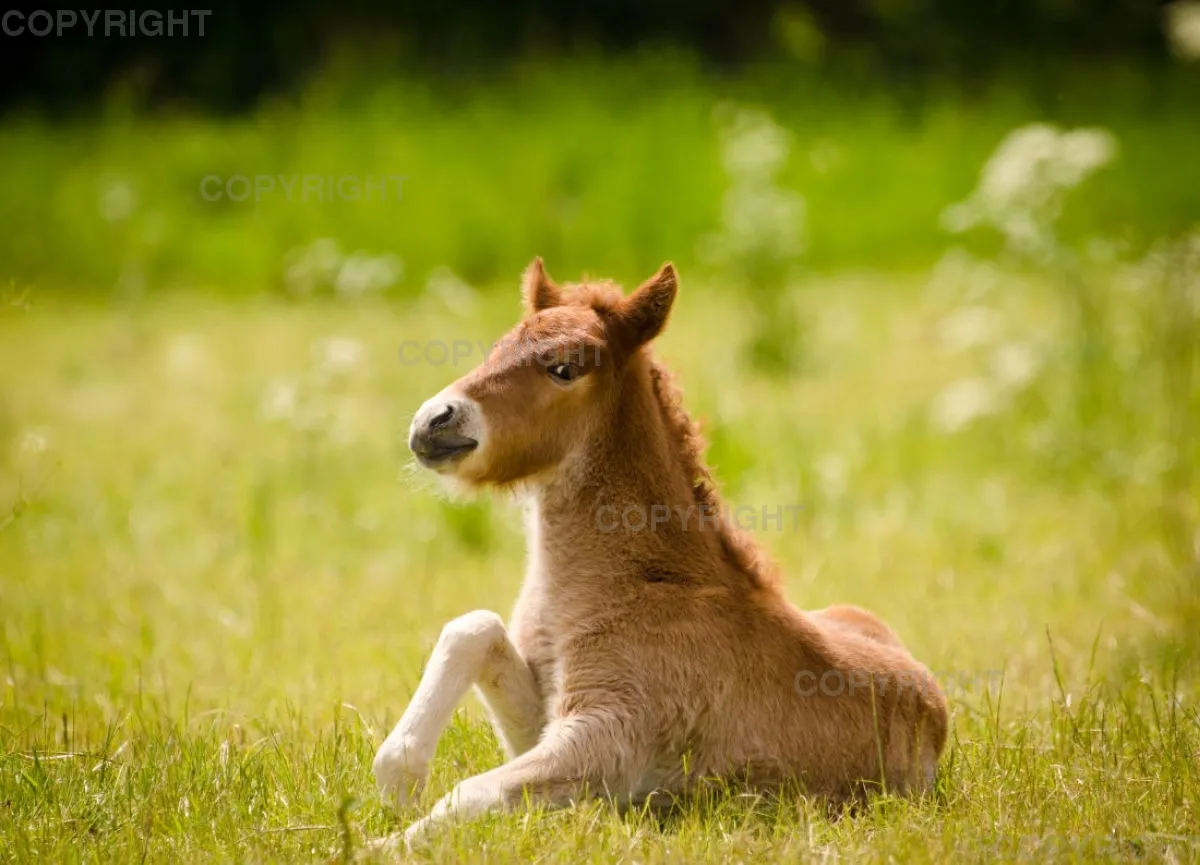 Fohlen liegt auf der Wiese