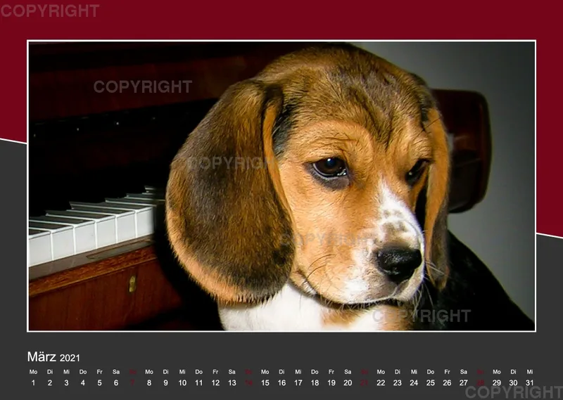 Das Leben eines glücklichen Beagles