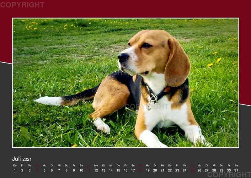 Das Leben eines glücklichen Beagles