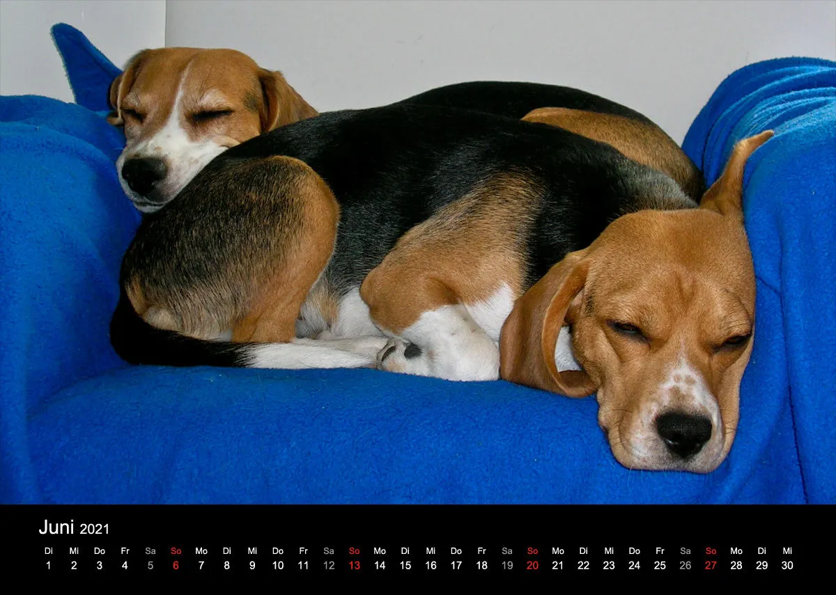 Das Leben eines glücklichen Beagles