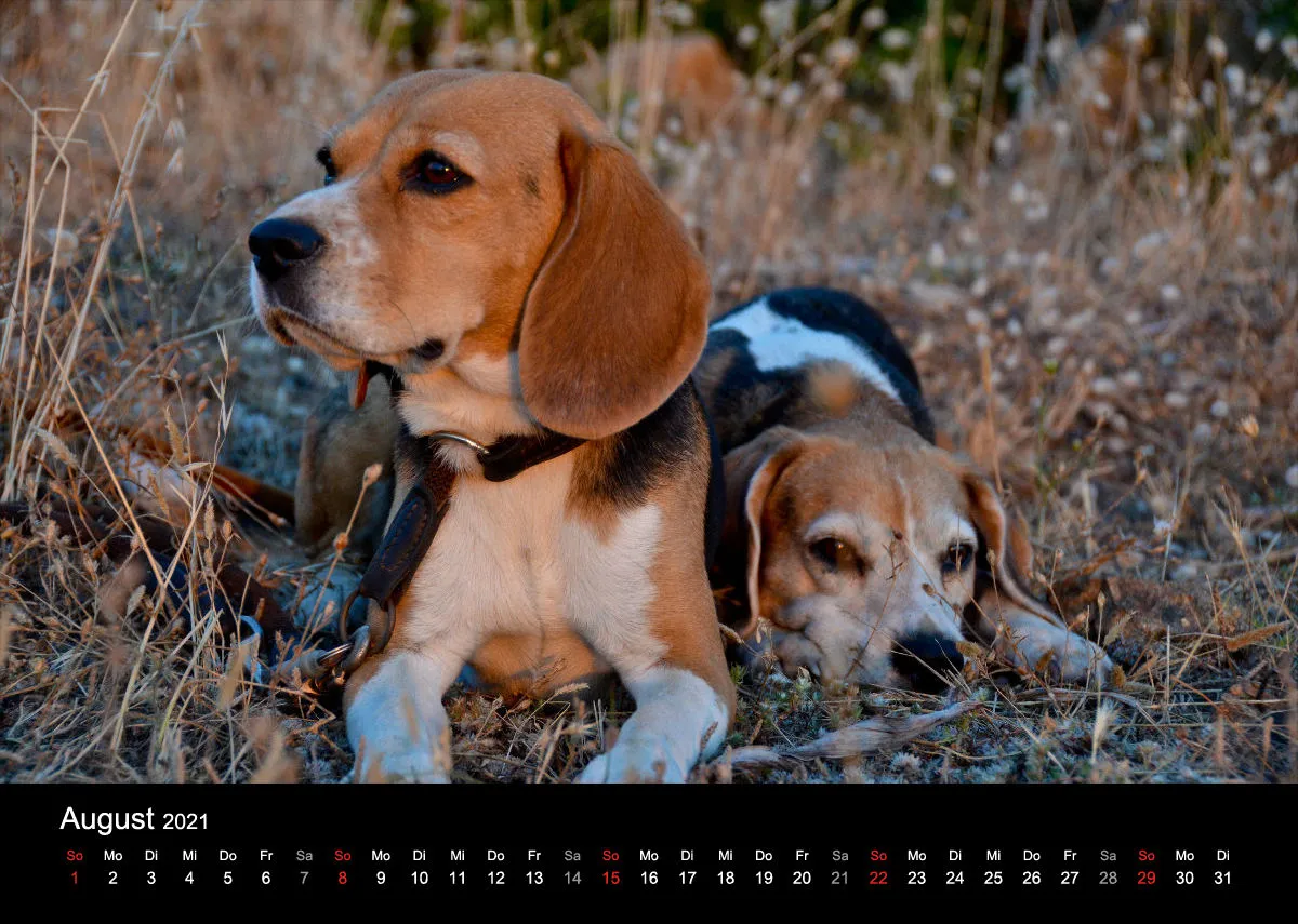 Das Leben eines glücklichen Beagles