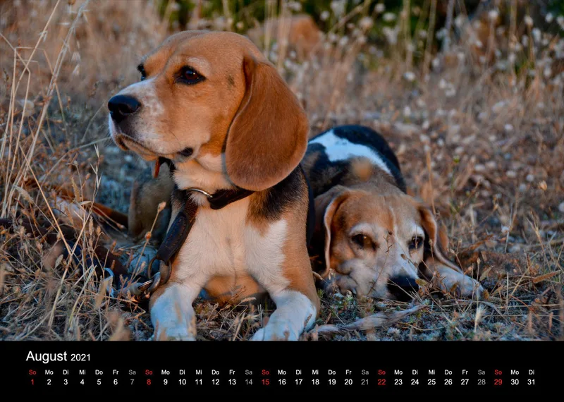 Das Leben eines glücklichen Beagles
