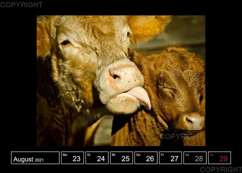 Bilderbuch von Brinja Schmidt