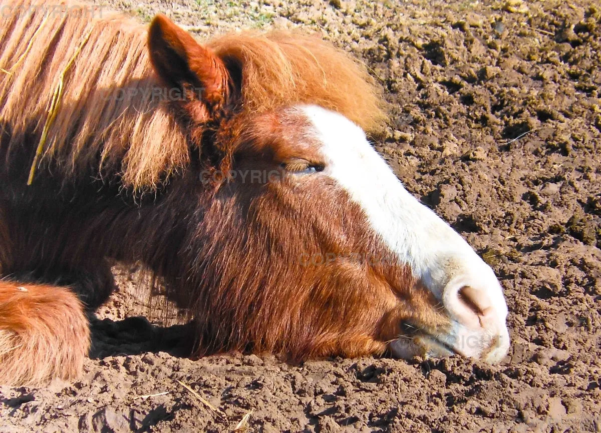 Islandpferd genießt die Sonne