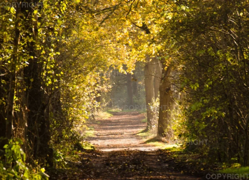 Goldener Herbst