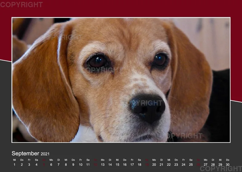 Das Leben eines glücklichen Beagles