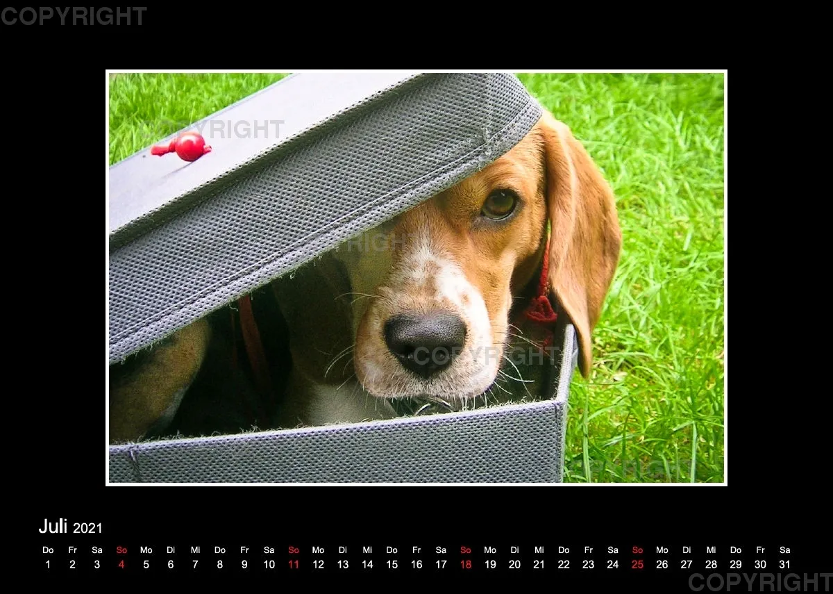 Trickhund Aika