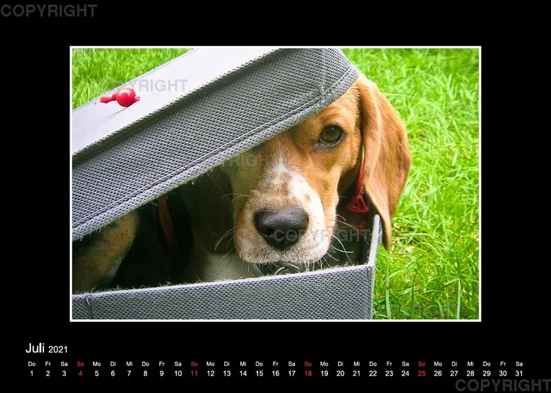 Trickhund Aika