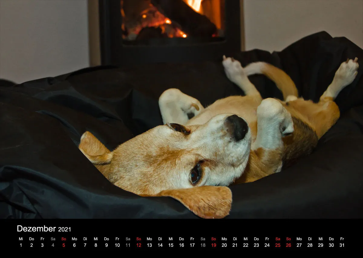 Das Leben eines glücklichen Beagles