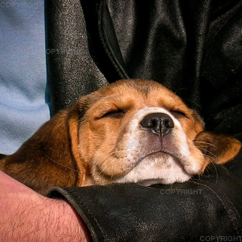 Beaglewelpe im Arm