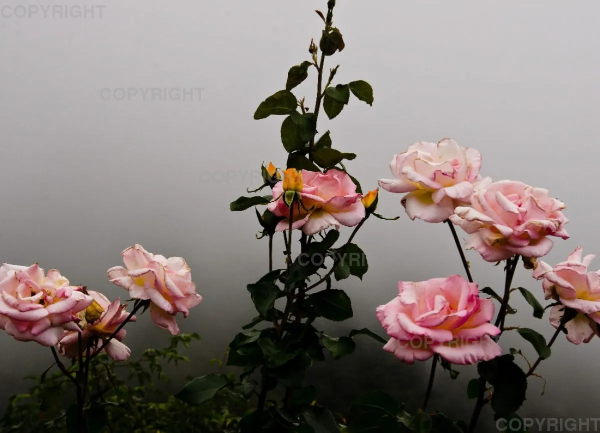 Rosa Rosen im Nebel