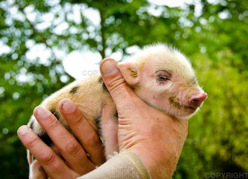 Schwein muss man haben!