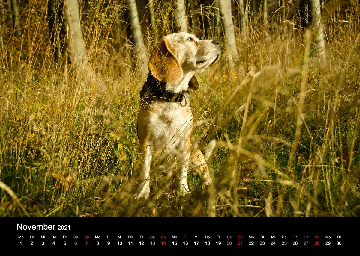 Das Leben eines glücklichen Beagles