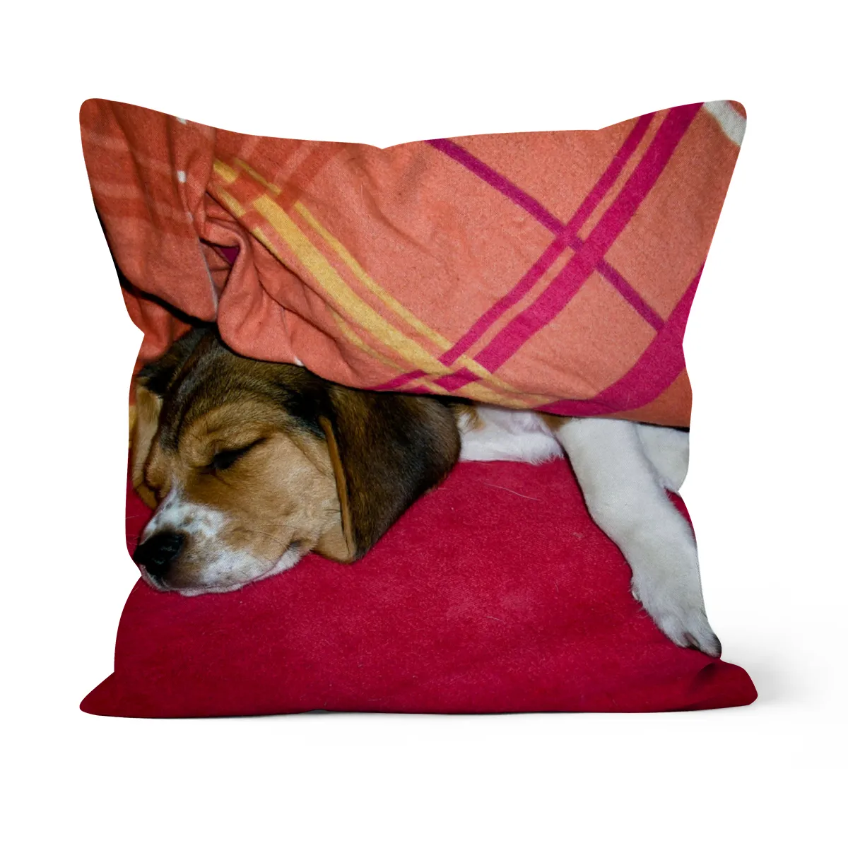 Beagle / Welpe