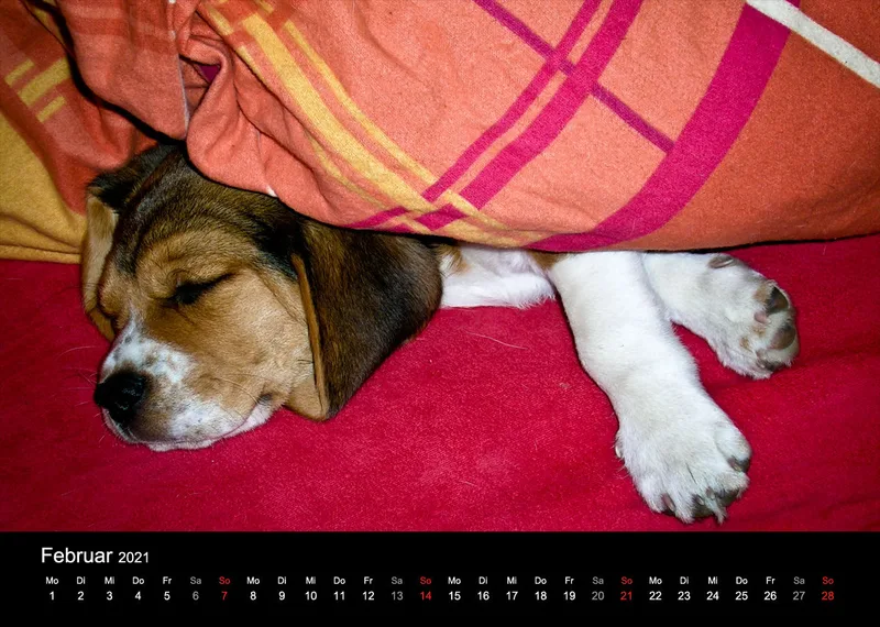 Das Leben eines glücklichen Beagles