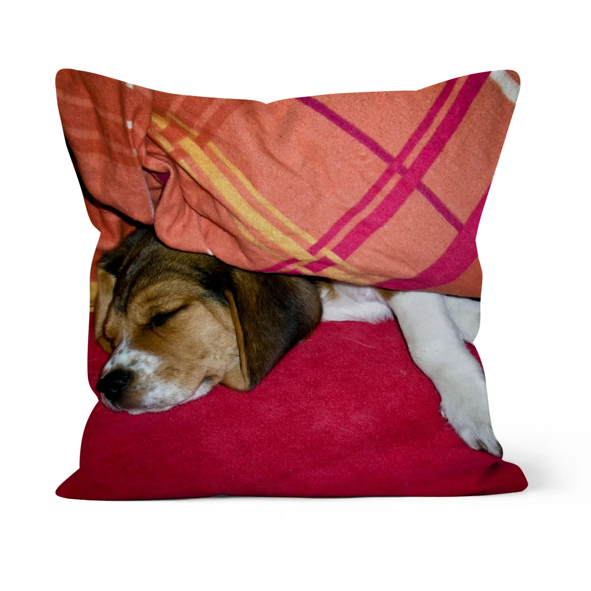 Beagle / Welpe