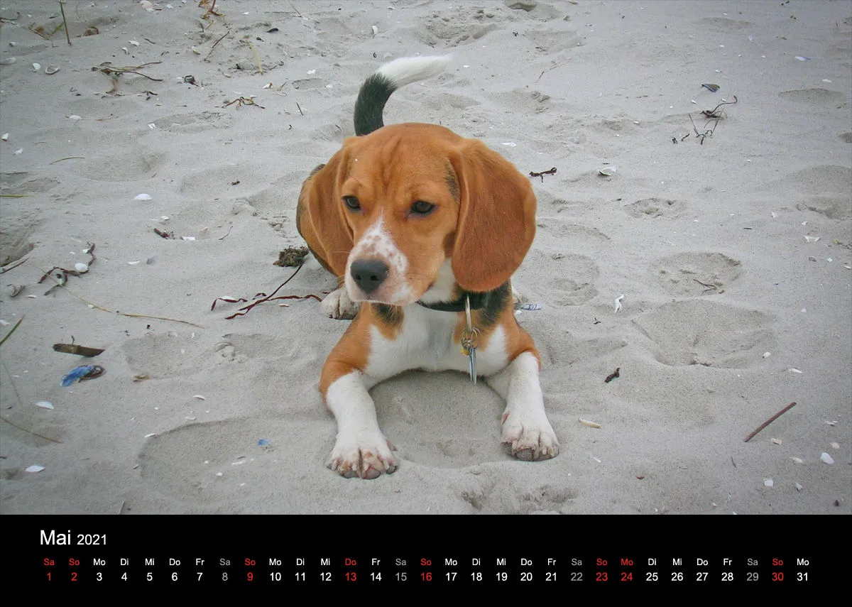 Das Leben eines glücklichen Beagles