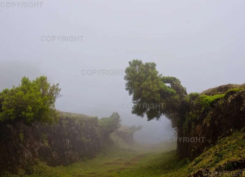 Hohlweg im Nebel