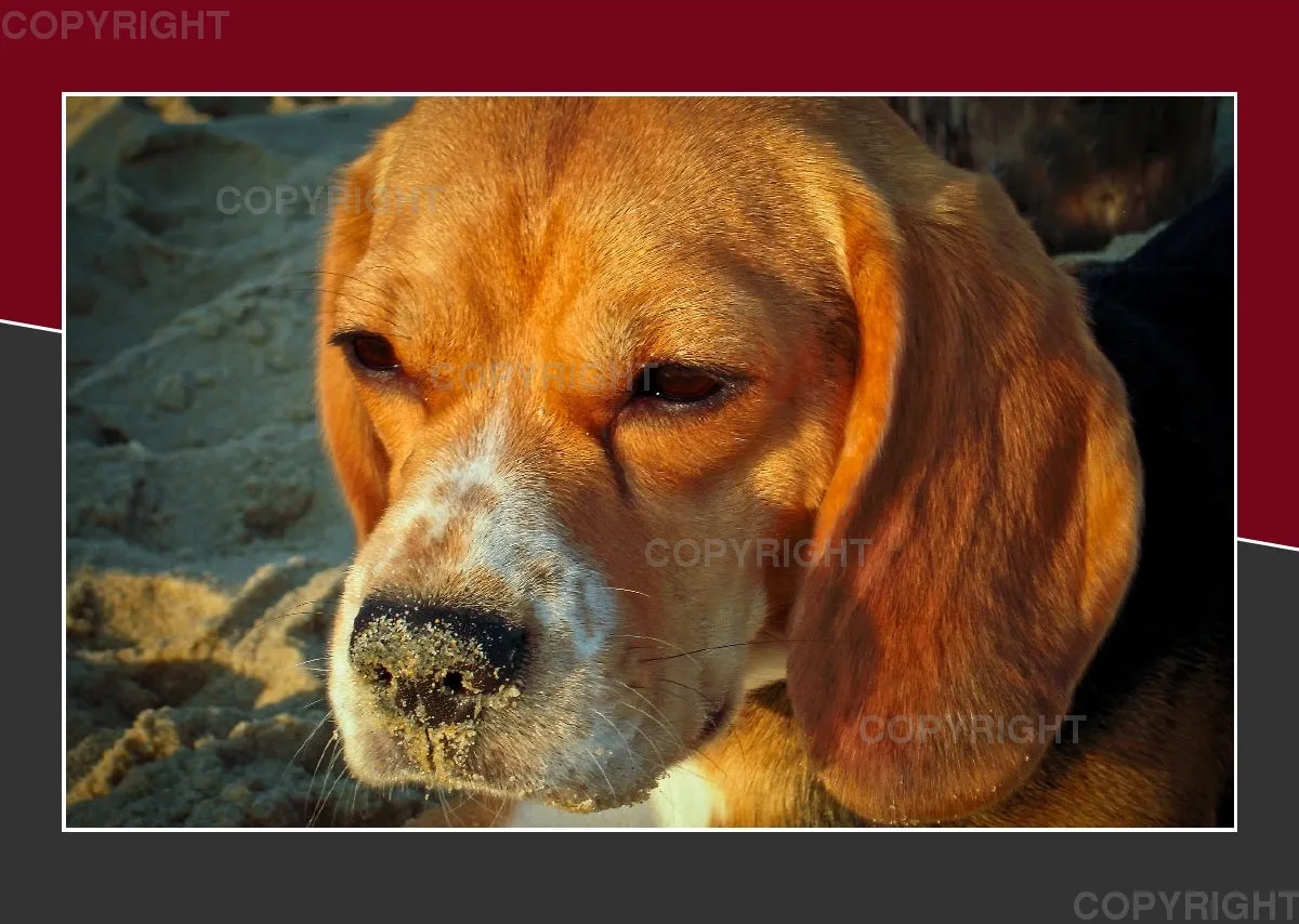 Das Leben eines glücklichen Beagles