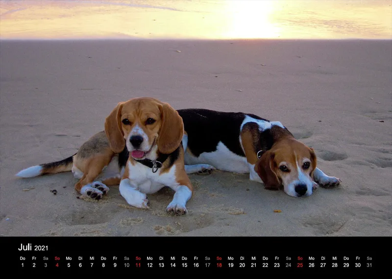 Das Leben eines glücklichen Beagles